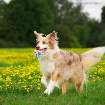 Rubber Dog Balls – 8.5 cm Colorful Bouncy Braided Rubber Ball with Ringing Bell, Durable Bite-Resistant Toy for Teeth Cleaning, Training, and Interactive Play